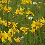 Wiesengrund By Interhome