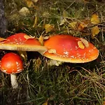 Apartman Wiesengrund By Interhome Neuhaus am Rennweg