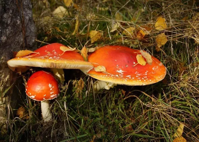 Appartement Wiesengrund By Interhome Neuhaus am Rennweg